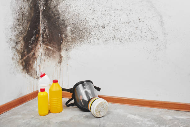 Best Commercial Mold Removal  in Garden City, MI