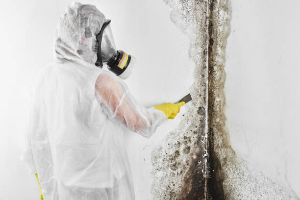 Best Mold Testing  in Garden City, MI