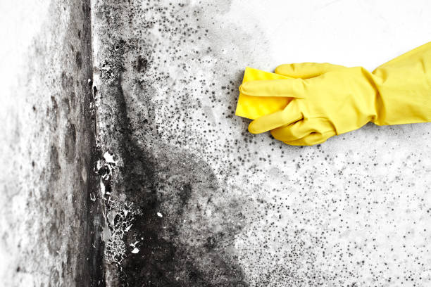Best Home Mold Removal  in Garden City, MI