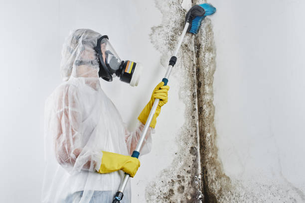 Garden City, MI Mold Removal Company