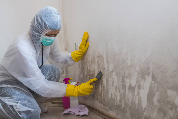 Best Mold Removal and Inspection  in Garden City, MI