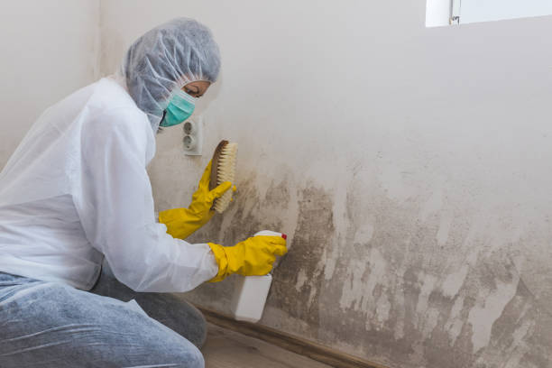 Best Professional Mold Removal  in Garden City, MI