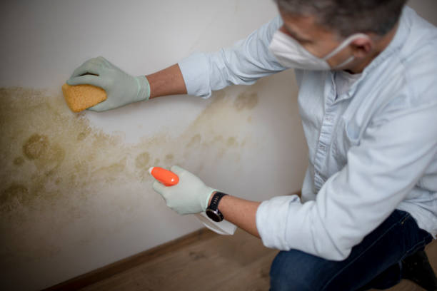 Best Professional Mold Removal  in Garden City, MI
