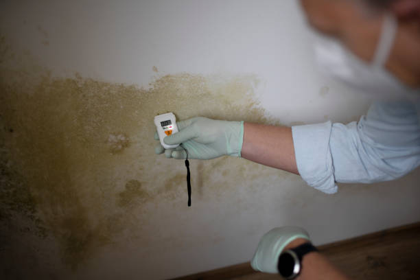 Best Crawl Space Mold Removal  in Garden City, MI