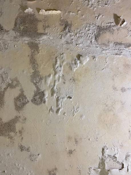 Best Black Mold Removal  in Garden City, MI
