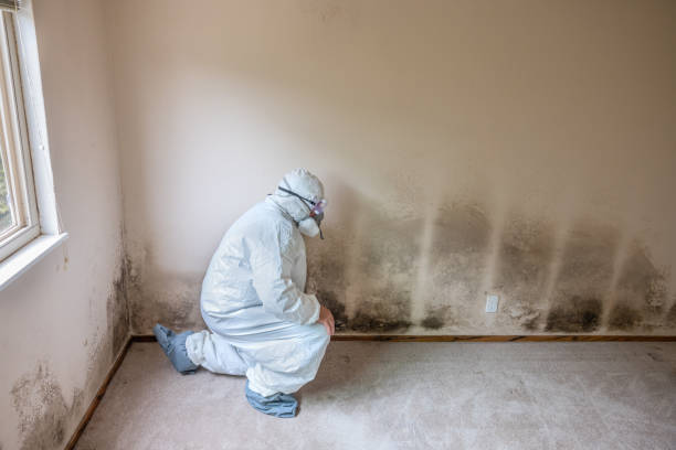  Garden City, MI Mold Removal Pros