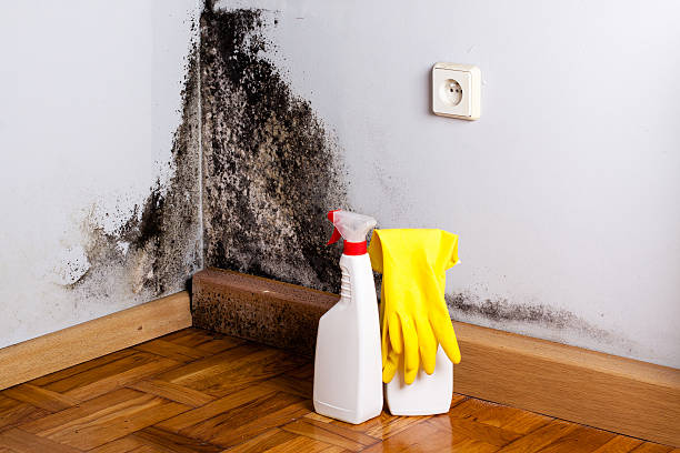 Best Emergency Mold Removal  in Garden City, MI