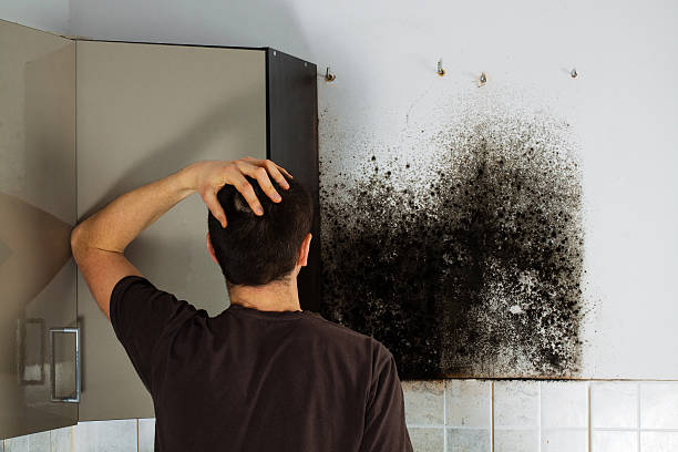 Attic Mold Removal in Garden City, MI