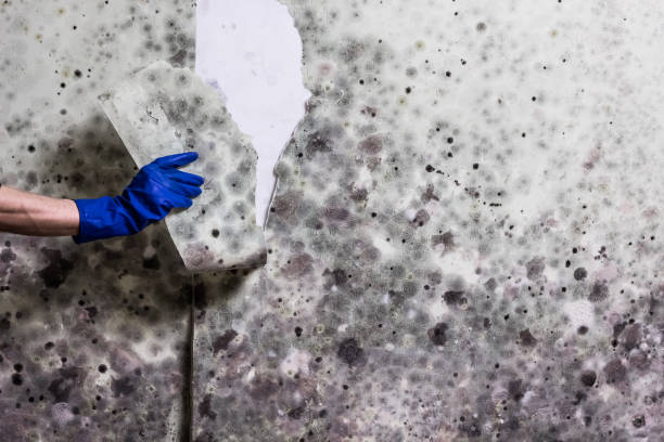 Best Mold Cleaning Services  in Garden City, MI