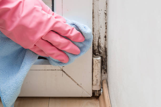 Best Affordable Mold Removal  in Garden City, MI