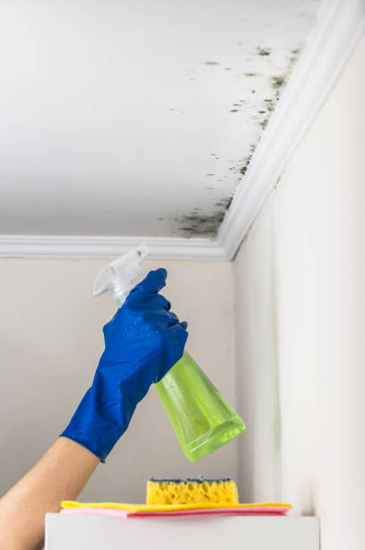 Best Mold Removal Specialists  in Garden City, MI